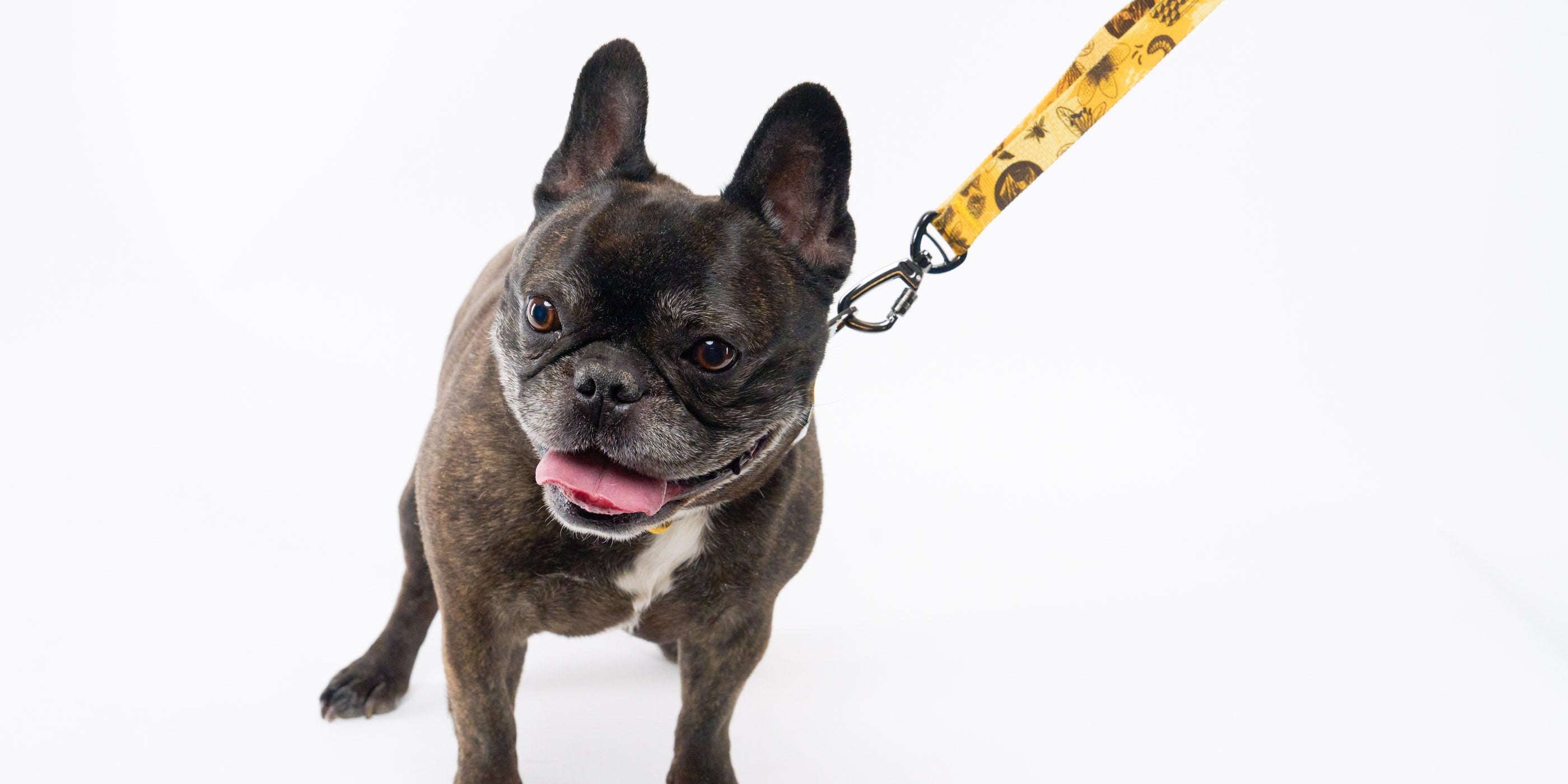 Eco-Friendly Pet Supplies