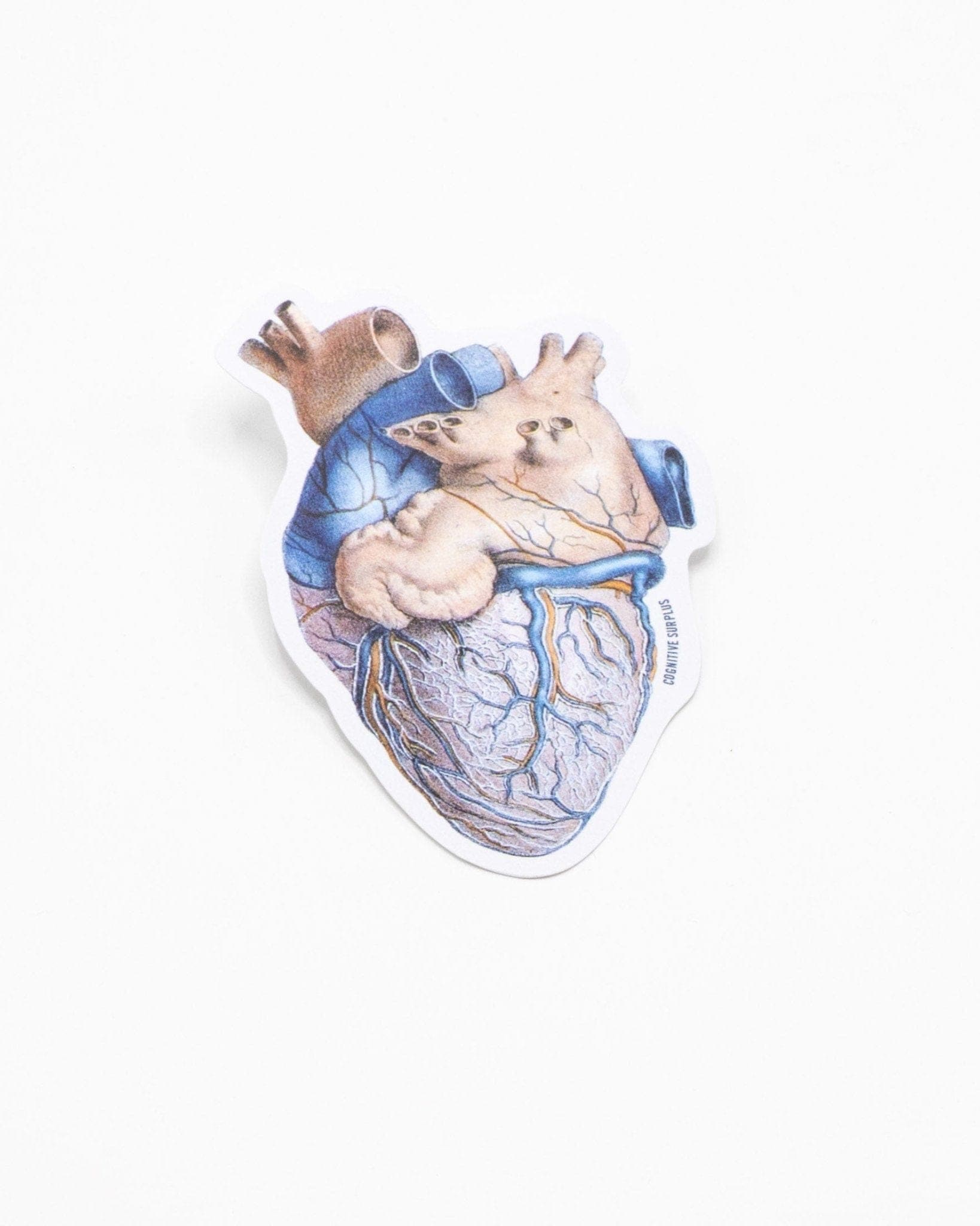 Anatomical Heart Sticker Cognitive Surplus
