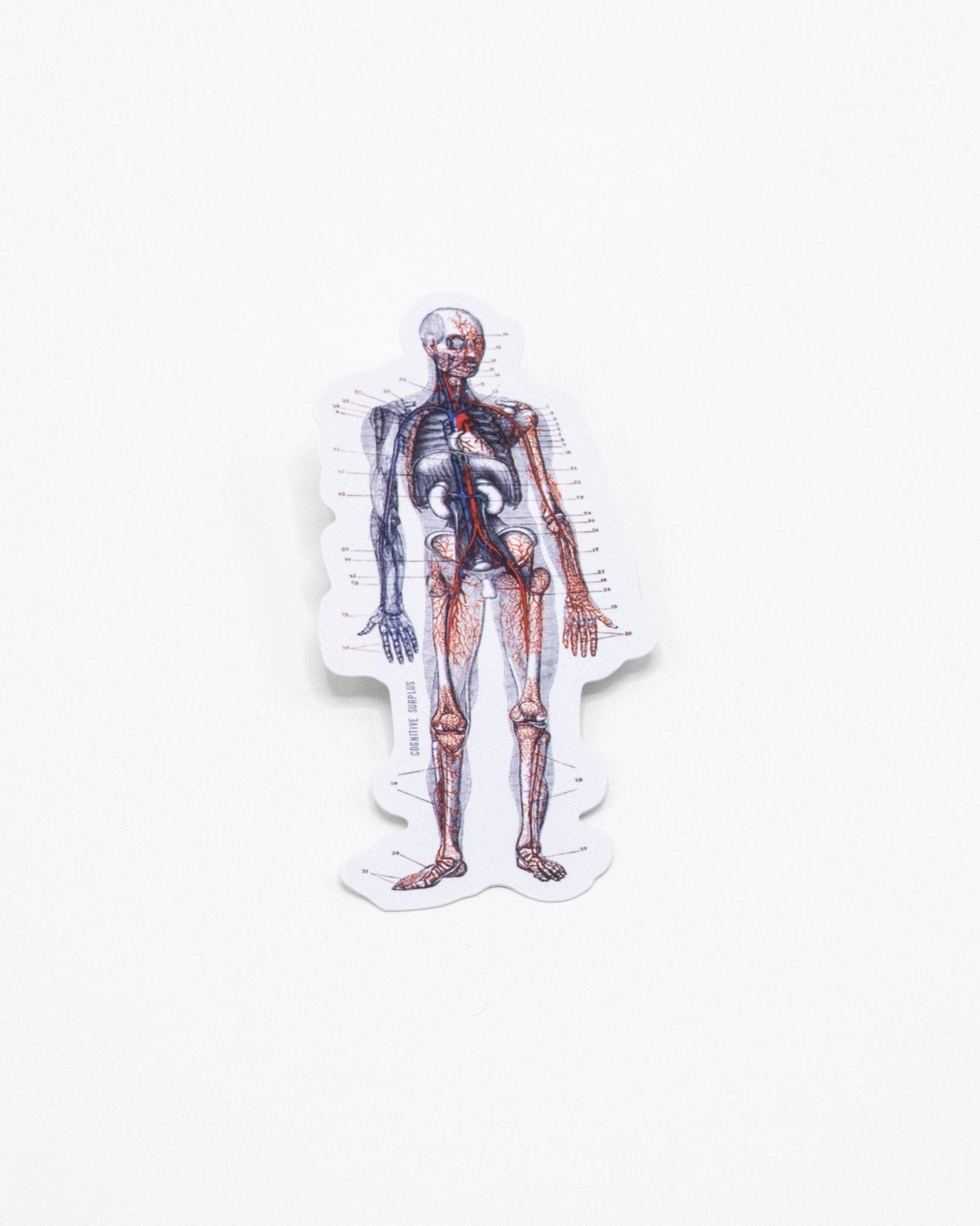 Anatomy Sticker Cognitive Surplus