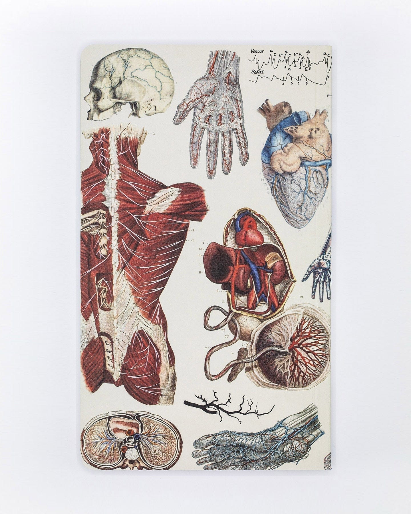 Anatomy-Vascular-Yearly-Planner-Cognitive-Surplus-353_620786b7-e4a6-45f0-a01b-0192ff60fe0a.jpg