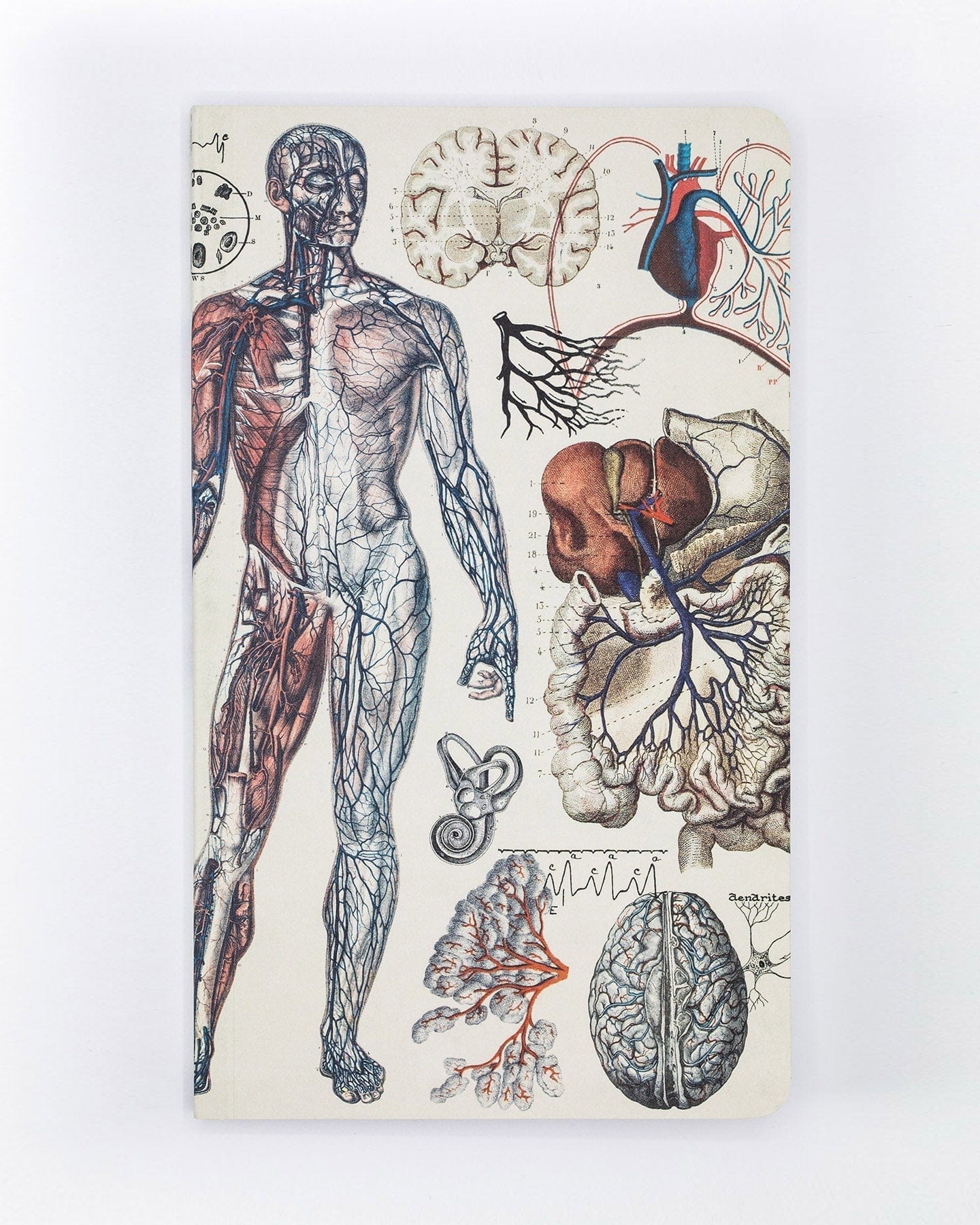 Anatomy-Vascular-Yearly-Planner-Cognitive-Surplus-814_97bec034-d753-4e92-bbfd-e68bffe4c682.jpg