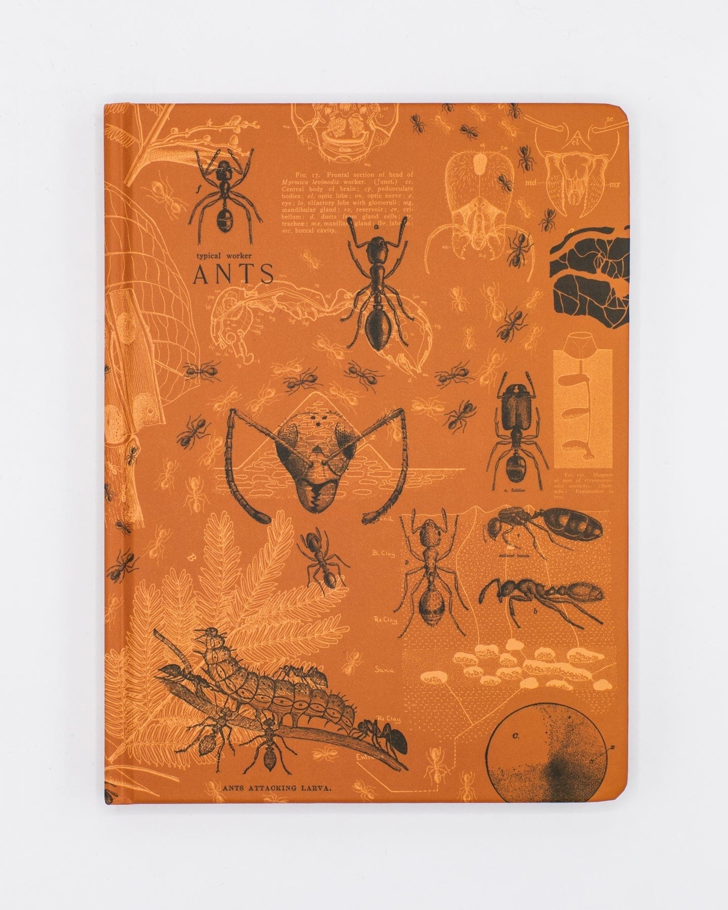 Ants-Hardcover-Dot-Grid-Cognitive-Surplus-749_ab7c988a-78b6-480d-a486-4bfb997bc1aa.jpg