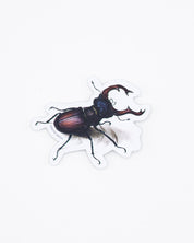 Beetle Sticker