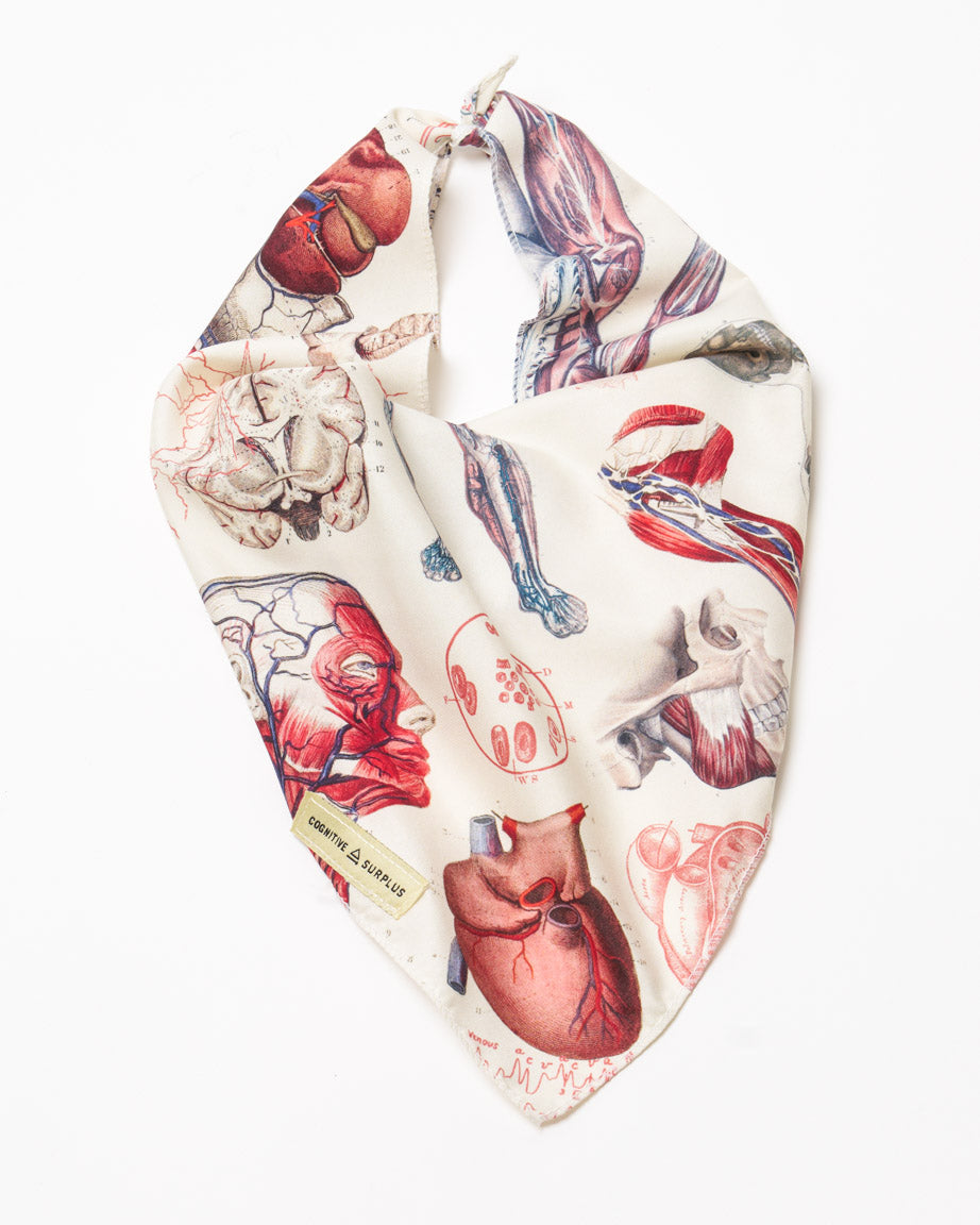 Anatomy Eco Pet Bandana