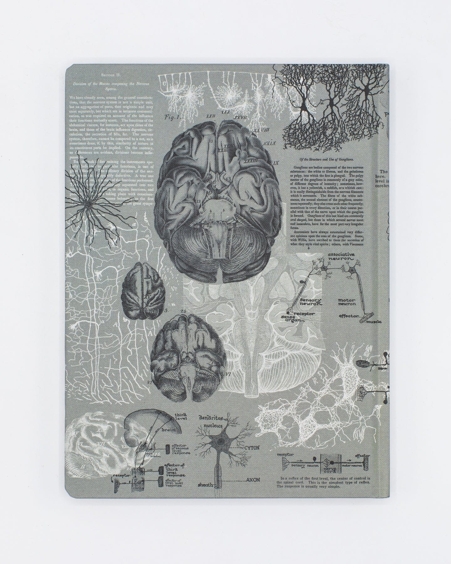 Brain Anatomy Hardcover Notebook - Dot Grid