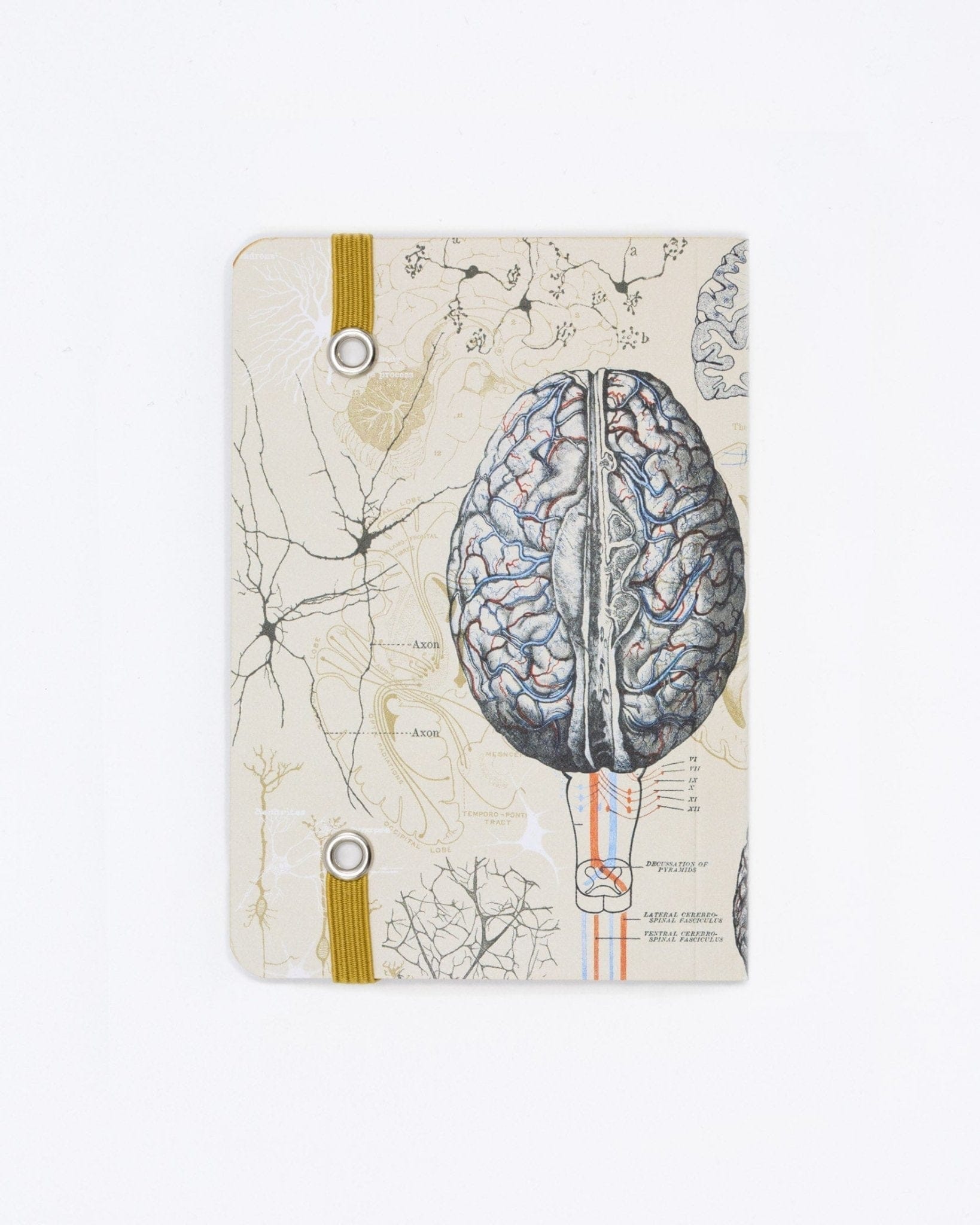 Brain Observation Softcover Cognitive Surplus