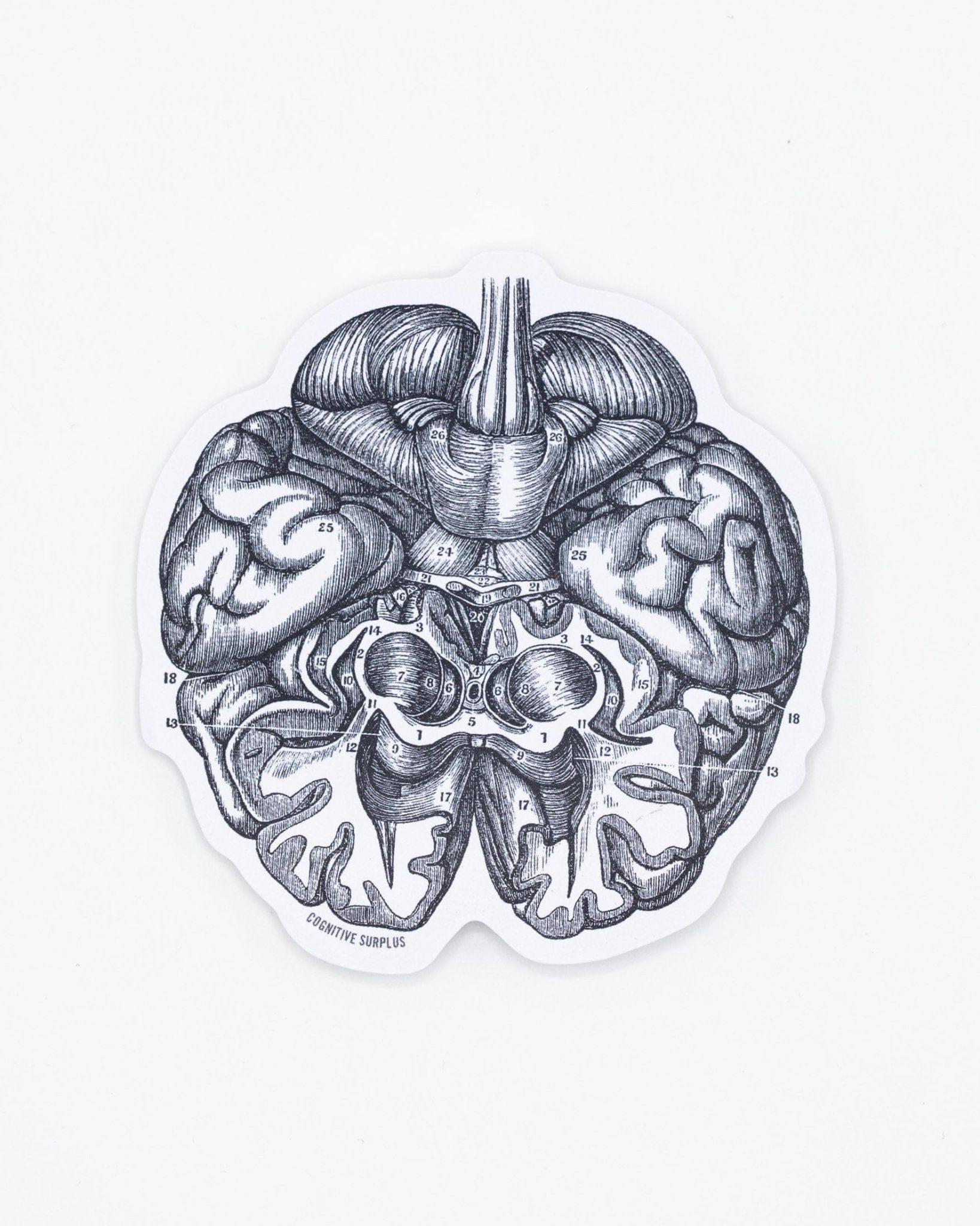 Brain-Sticker-Cognitive-Surplus-914.jpg