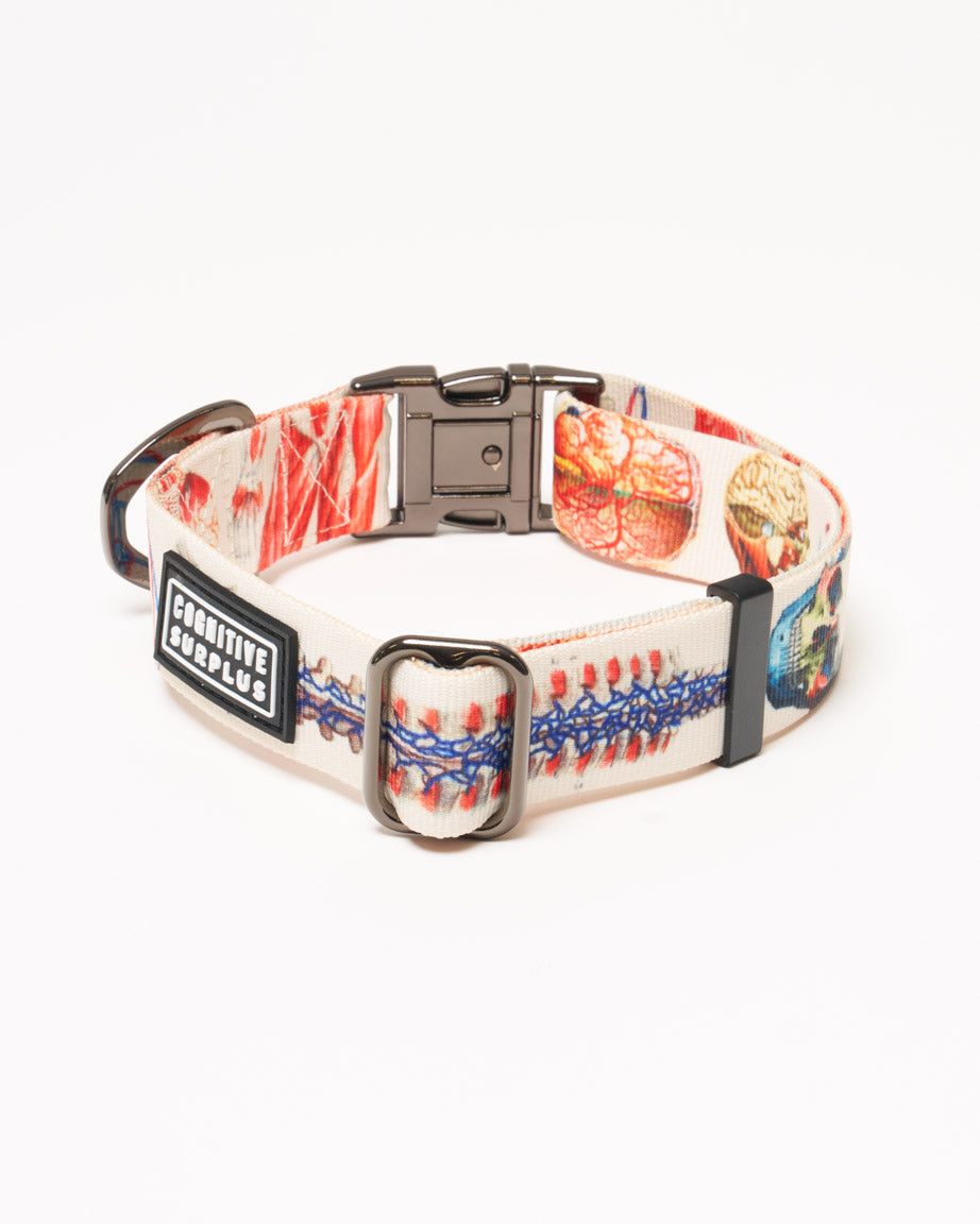 Anatomy Eco Pet Collar