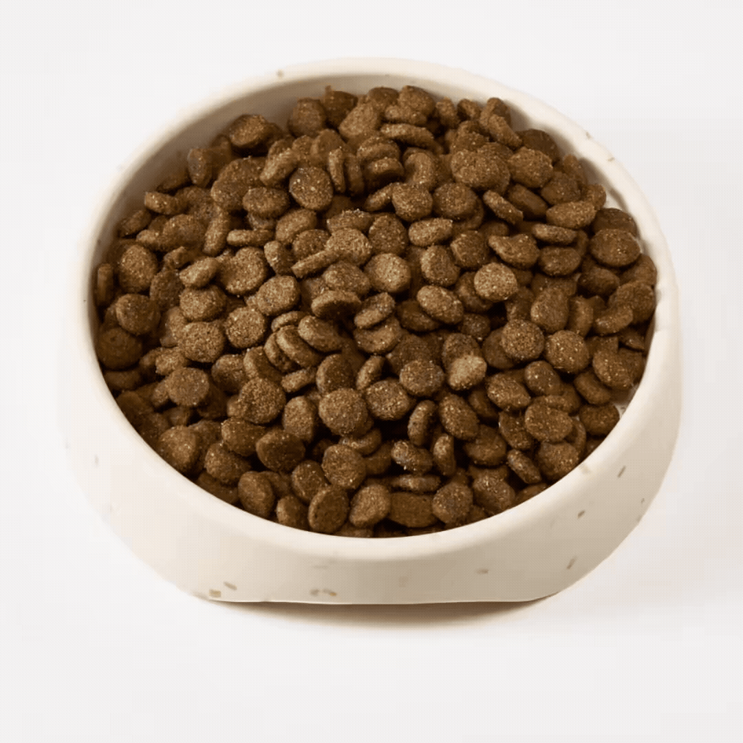 DogBowlVideoB.gif