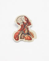 Head Anatomy Sticker
