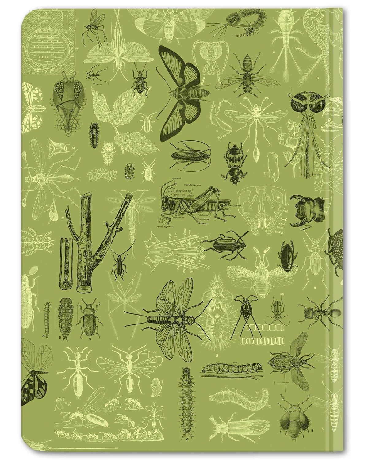 Insects-Butterflies-Beetles-Hardcover-Dot-Grid-Cognitive-Surplus-302_a3f901c1-fb9c-46b5-b9e2-30d6af75294e.jpg