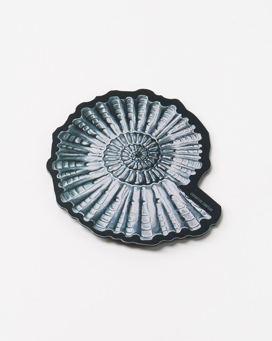 Ammonite Fossil Magnet