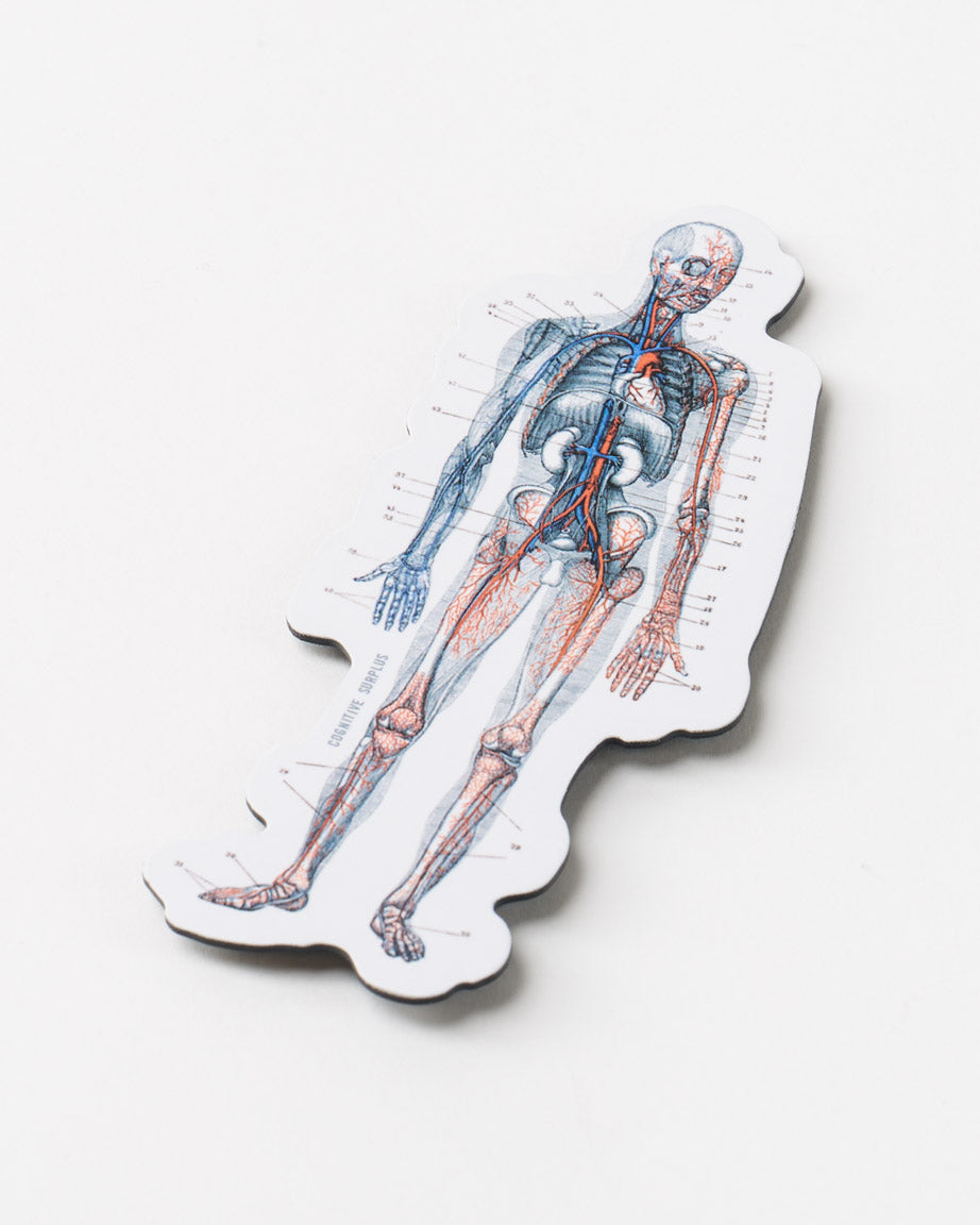 Anatomy Magnet