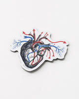 Heart Blood Flow Magnet
