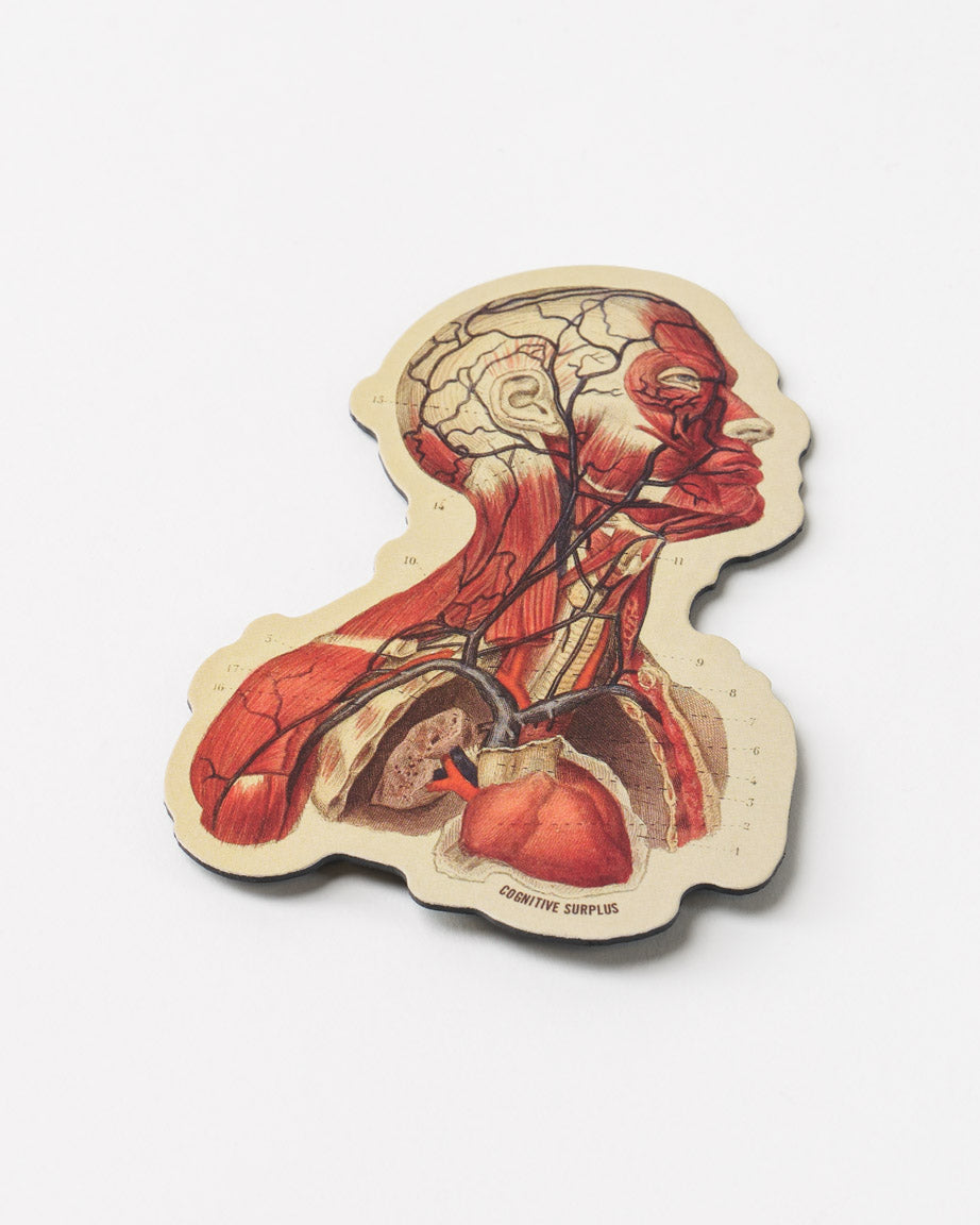 MnHeadAnat_01.jpg