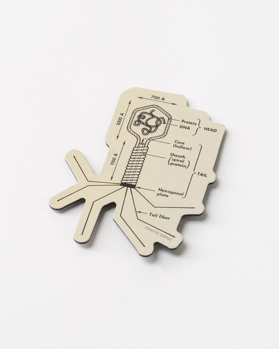 Bacteriophage Magnet
