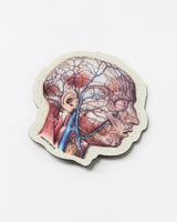 Vascular Head Anatomy Magnet