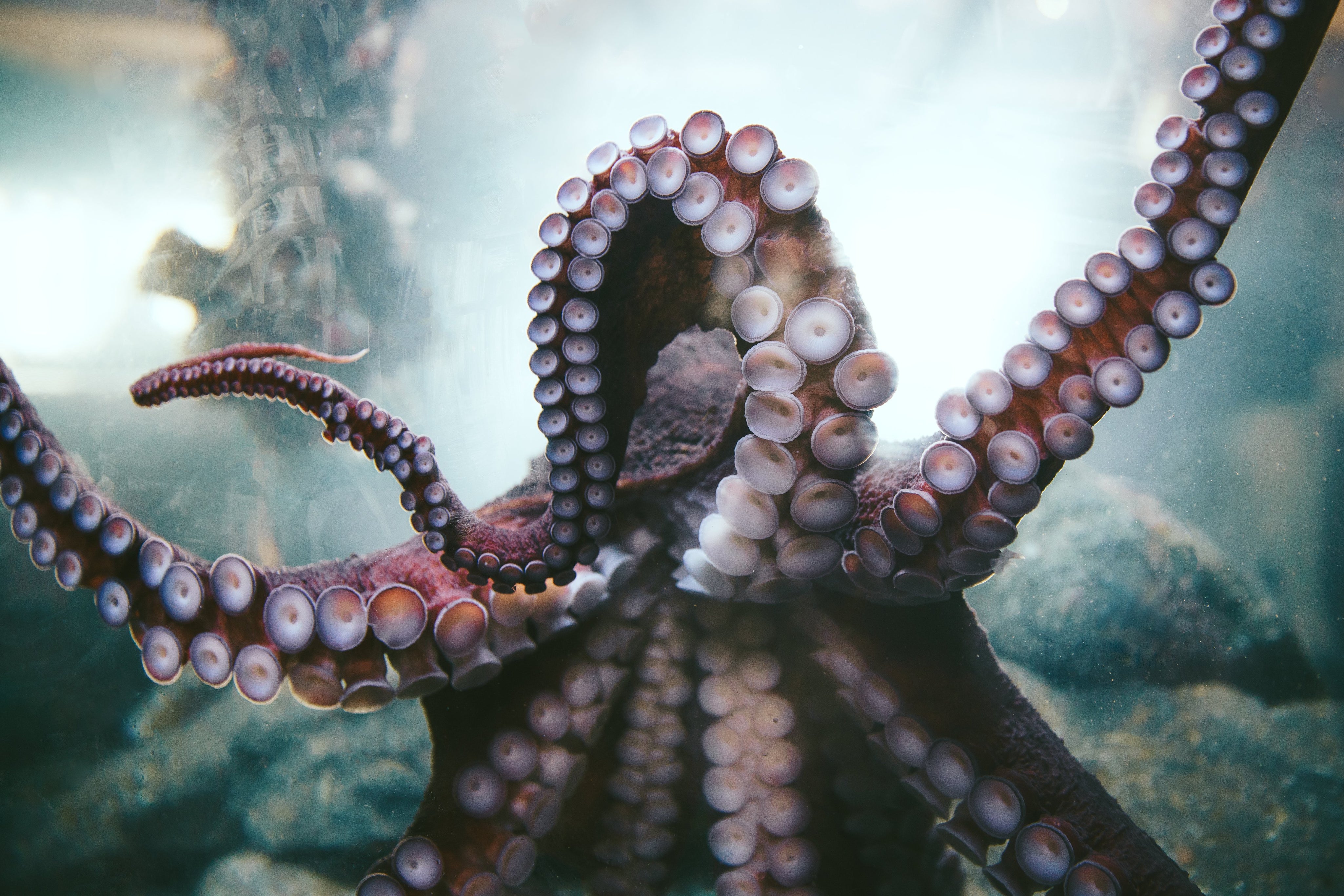 Octopus-Arms_1.jpg