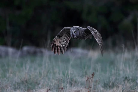 Ornithology-Cognitive-Surplus-412.webp