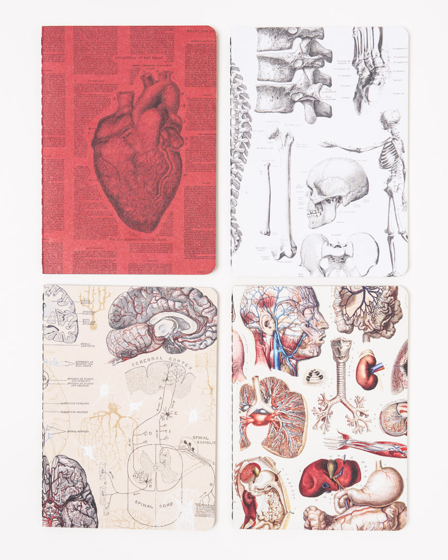 Anatomy Pocket Notebook 4-pack
