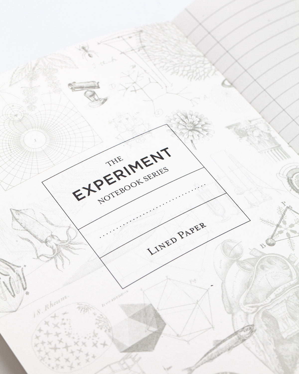 Human Evolution Softcover Notebook - Lined
