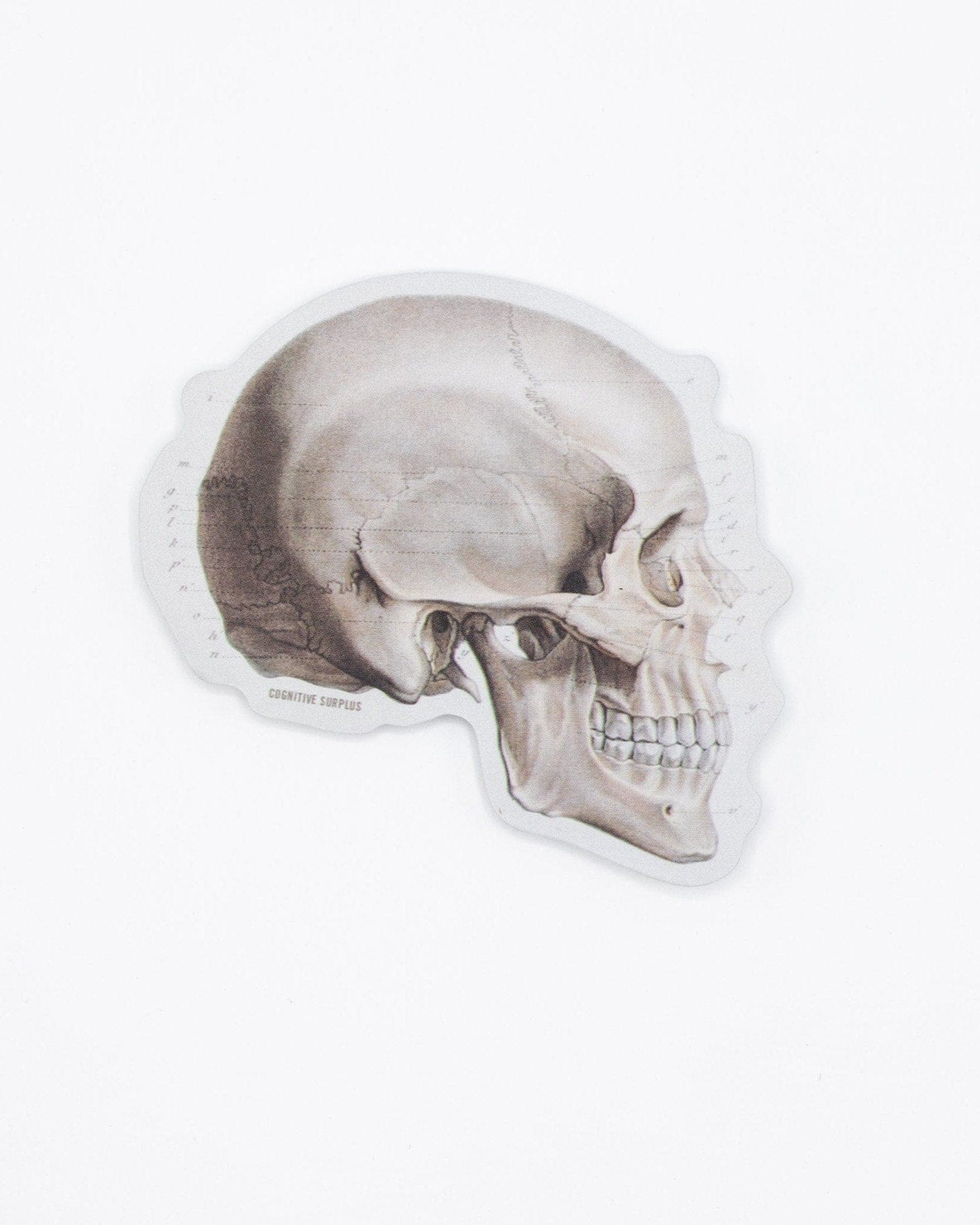 Skull-Profile-Sticker-Cognitive-Surplus-343.jpg