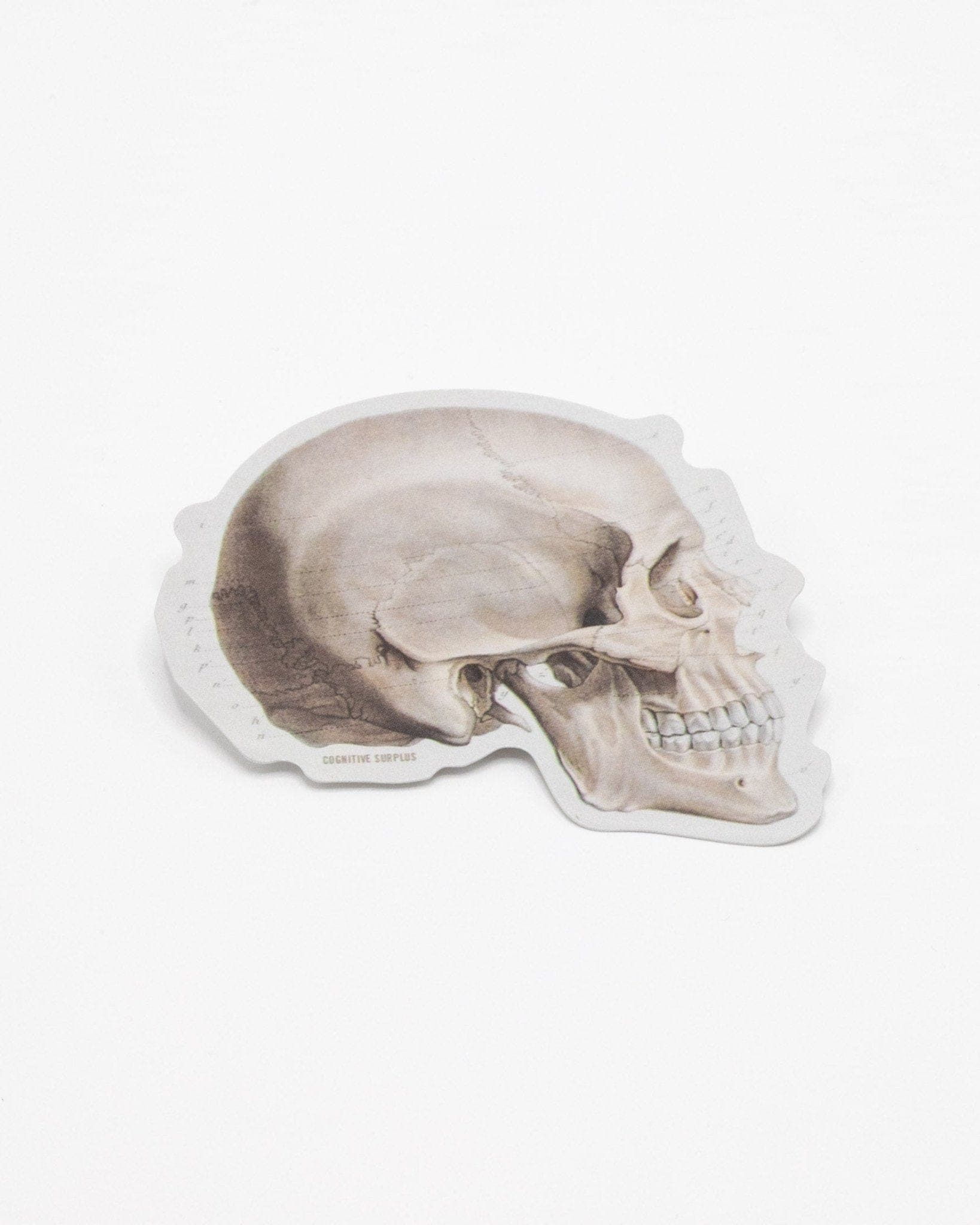 Skull Profile Sticker Cognitive Surplus