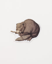 North American Beaver Sticker (Castor canadensis)
