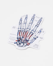 Hand Skeletal Anatomy Sticker