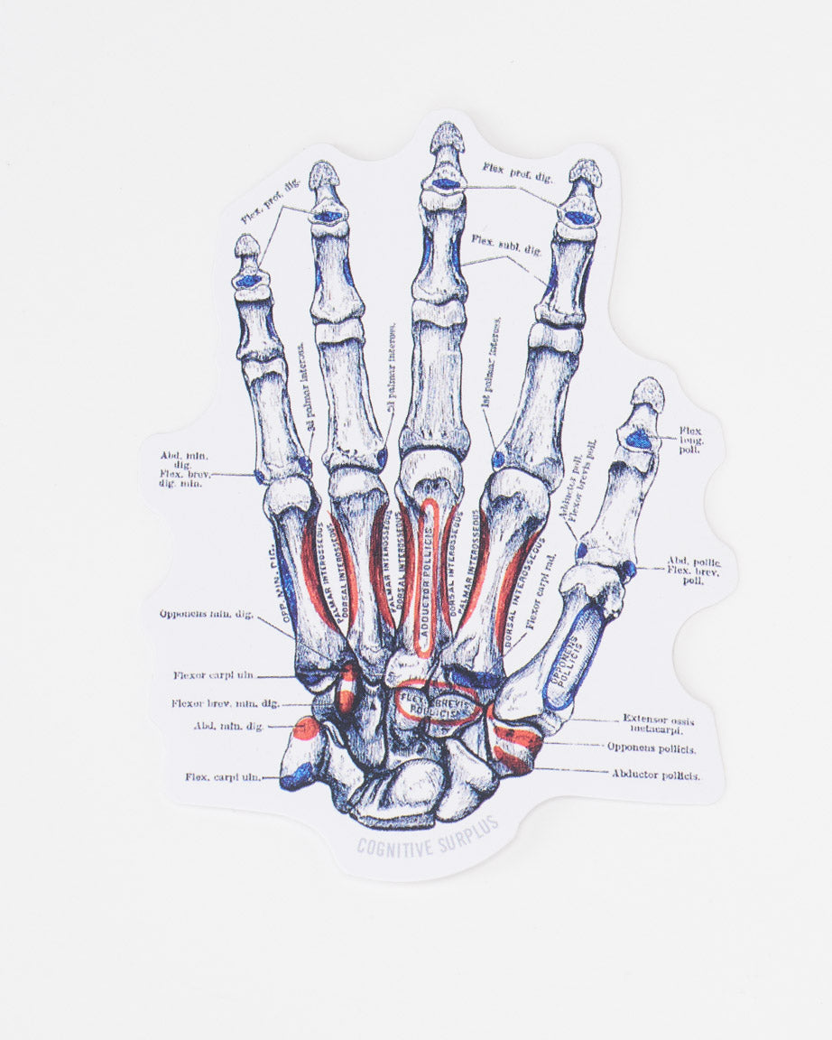 Hand Skeletal Anatomy Sticker