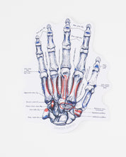 Hand Skeletal Anatomy Sticker