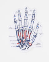 Hand Skeletal Anatomy Sticker