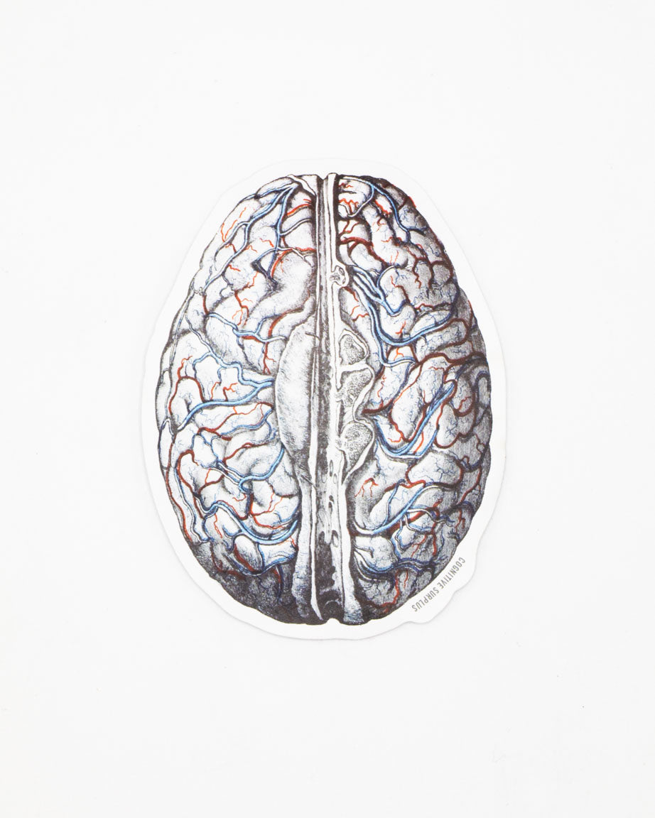 Brain Blood Flow Sticker