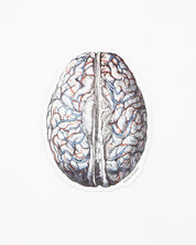 Brain Blood Flow Sticker