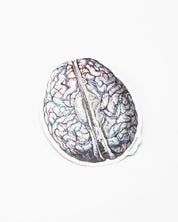 An illustration of a Brain Blood Flow Sticker by Cognitive Surplus on a white surface.