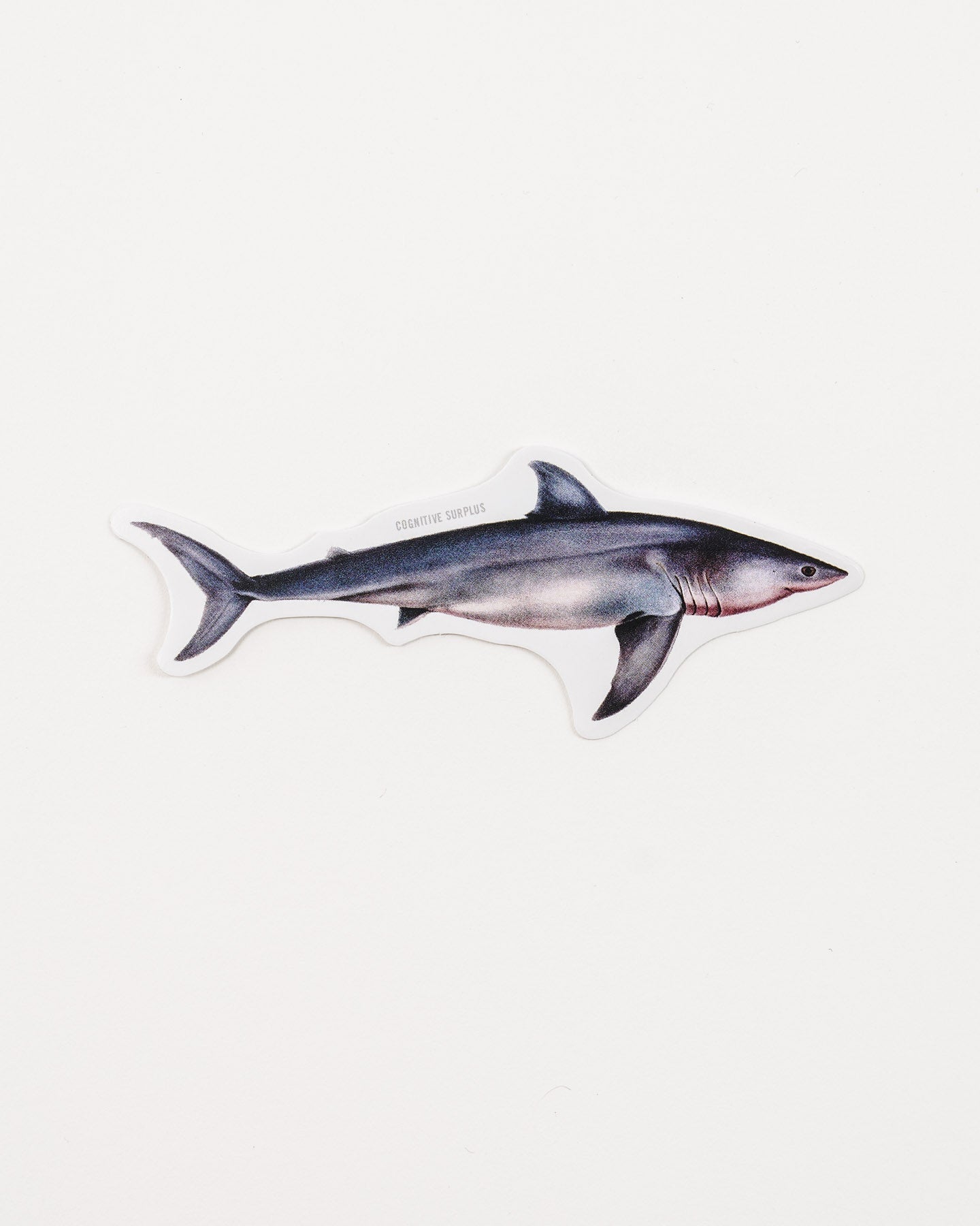 Great White Shark Sticker (Carcharodon carcharias)