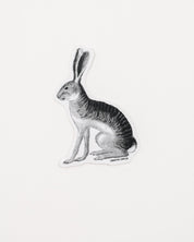 Jackrabbit Sticker (Lepus californicus)