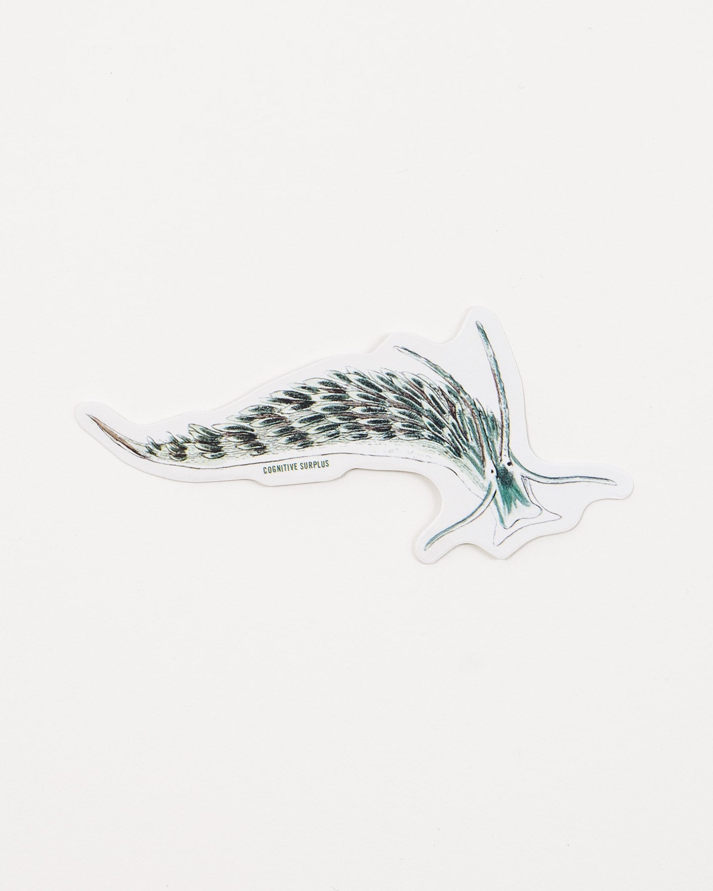 Sacoglossan Sea Slug Sticker (Elysia viridis)