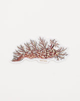 Bushy Backed Nudibranch (Dendronotus frondosus)