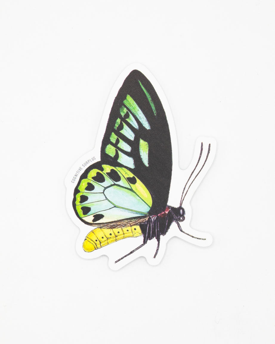 Papilio Butterfly Sticker