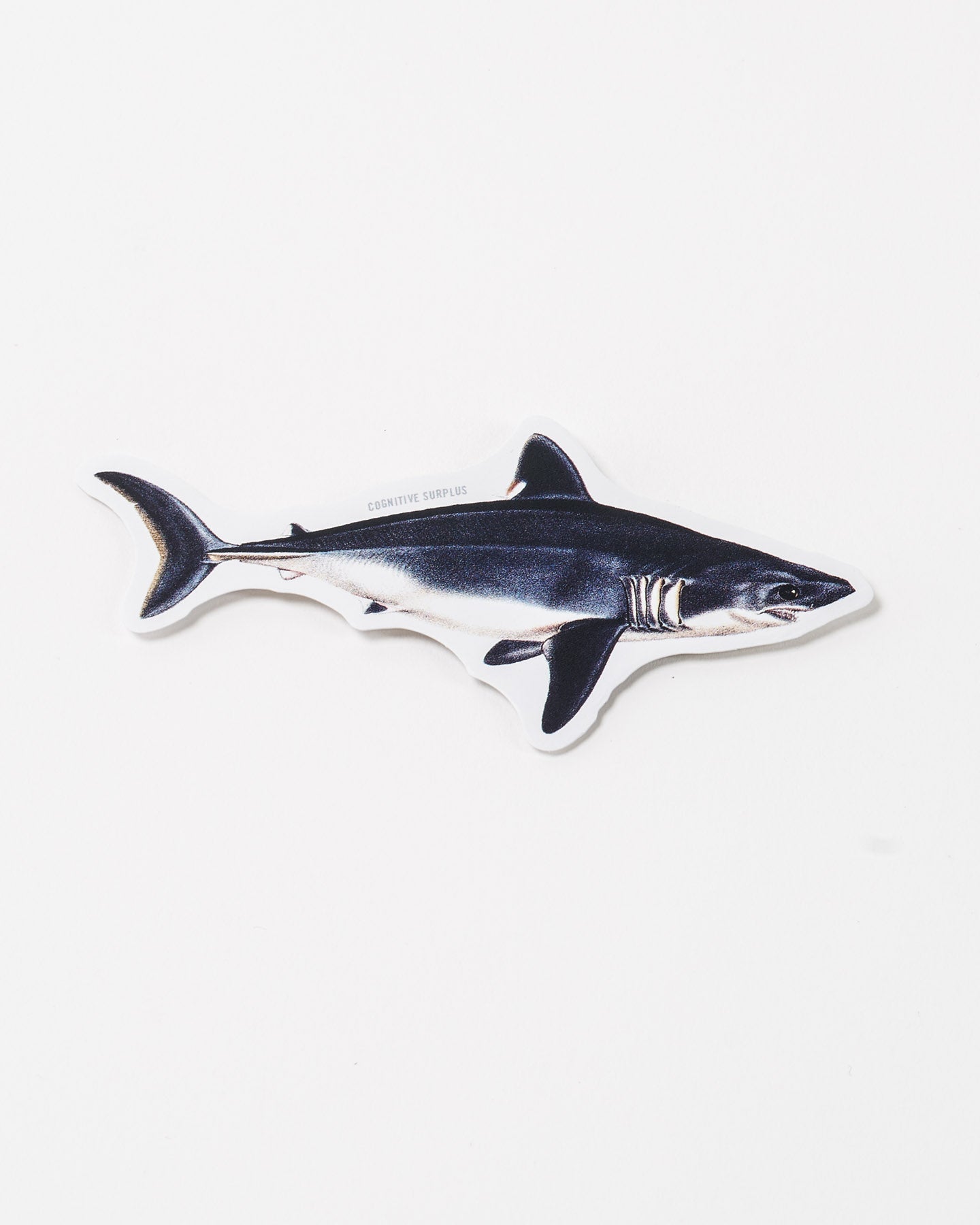 StPorbeagle2.jpg