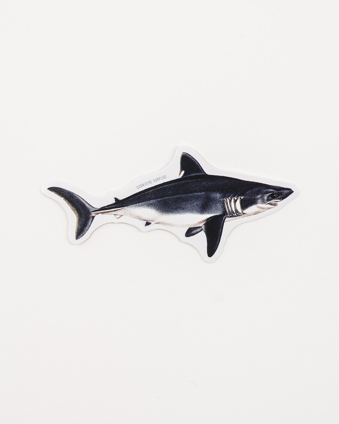 StPorbeagle_1.jpg