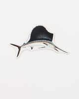 Atlantic Sailfish Sticker (Istiophorus albicans)
