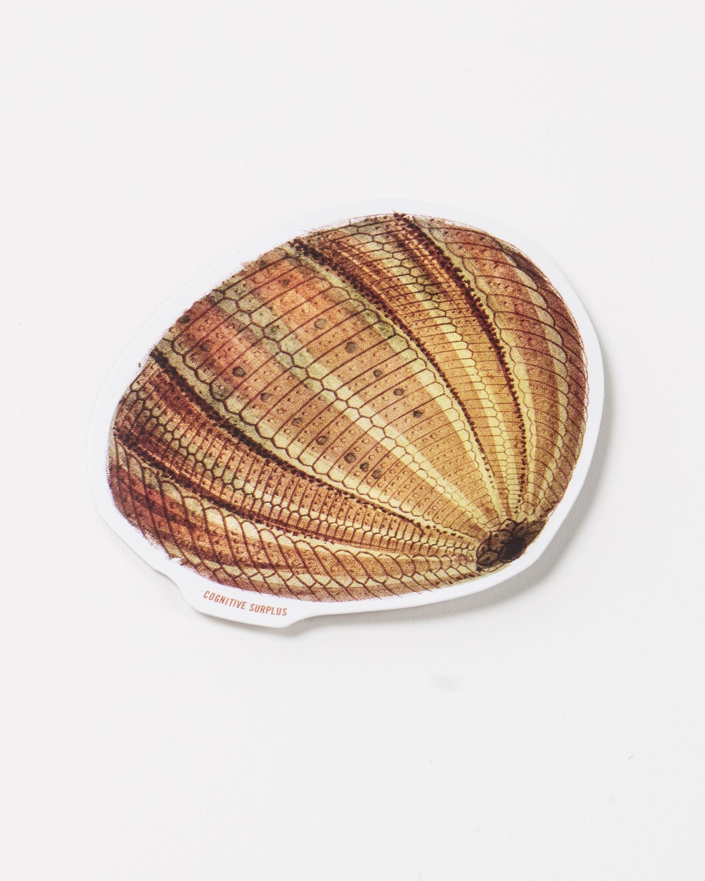 Urchin Sticker (Echinoidea)