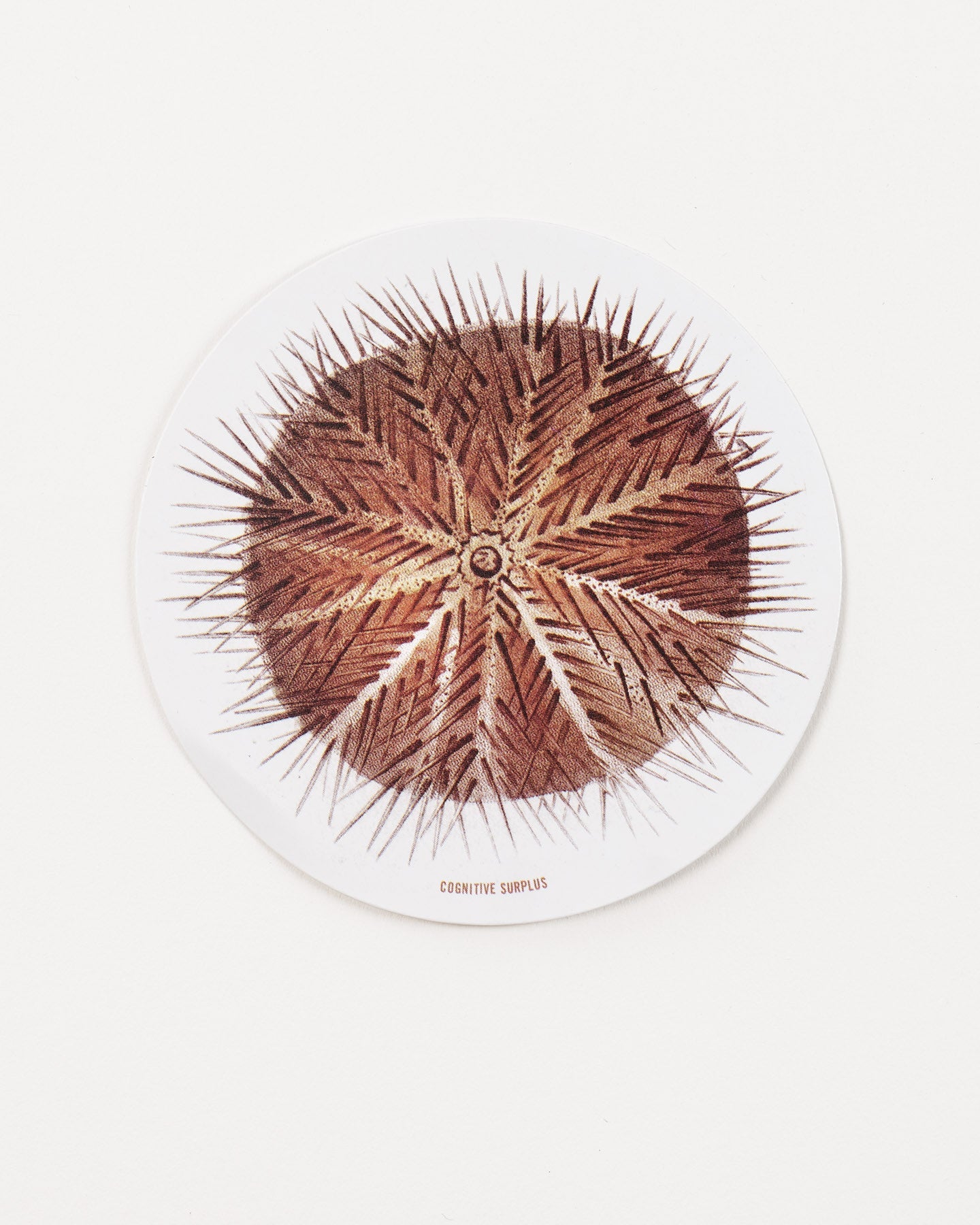 Sea Urchin Sticker (Echinoidea)