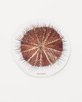 Sea Urchin Sticker (Echinoidea)