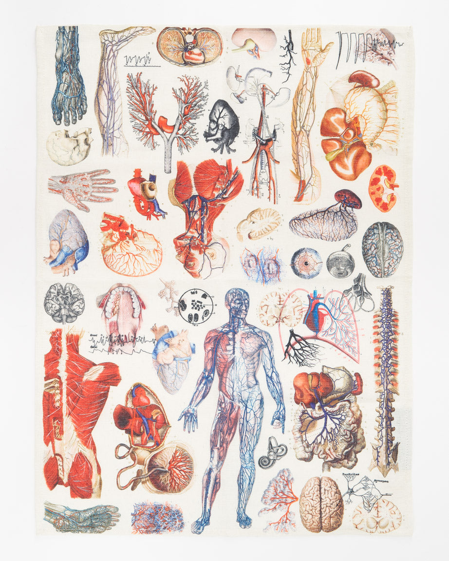 Anatomy Tea Towel
