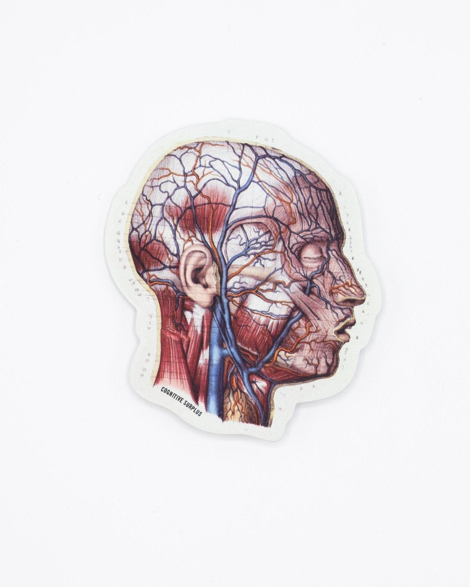 Vascular-Head-Anatomy-Sticker-Cognitive-Surplus-486.jpg