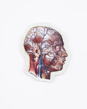 Vascular Head Anatomy Sticker