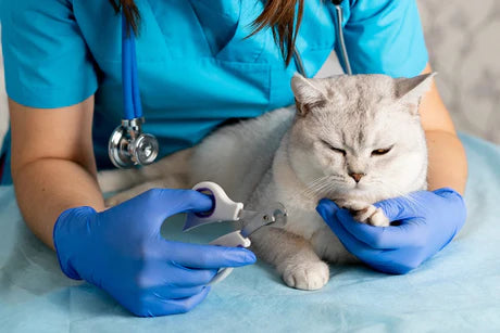 Veterinary-Science-Cognitive-Surplus-916.webp